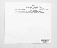 Cronartium flaccidum image